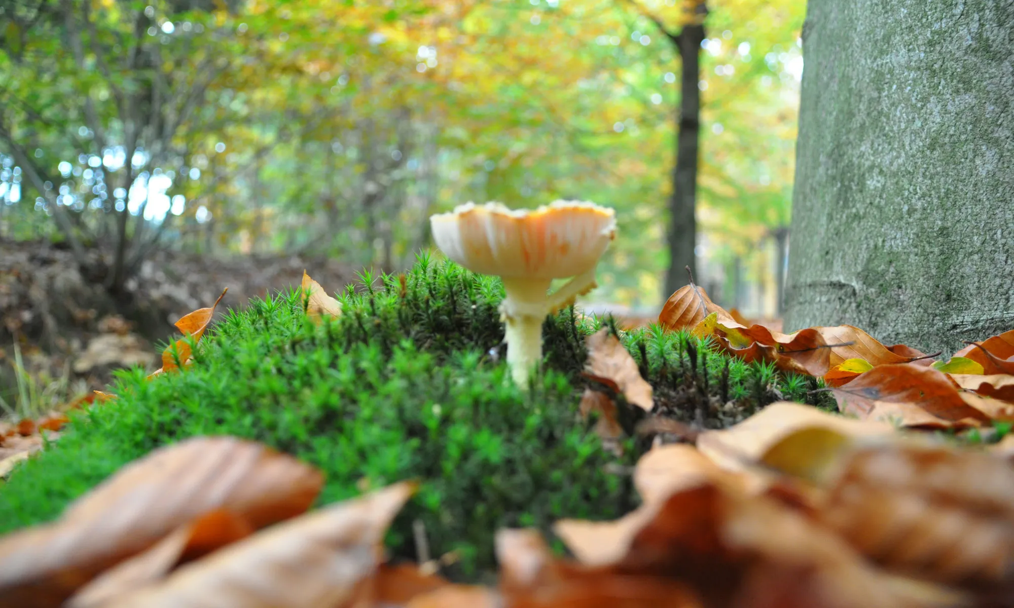 Paddenstoel op een bed van mos in het bos bij Breda